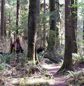 trail winding through evergreen forest
