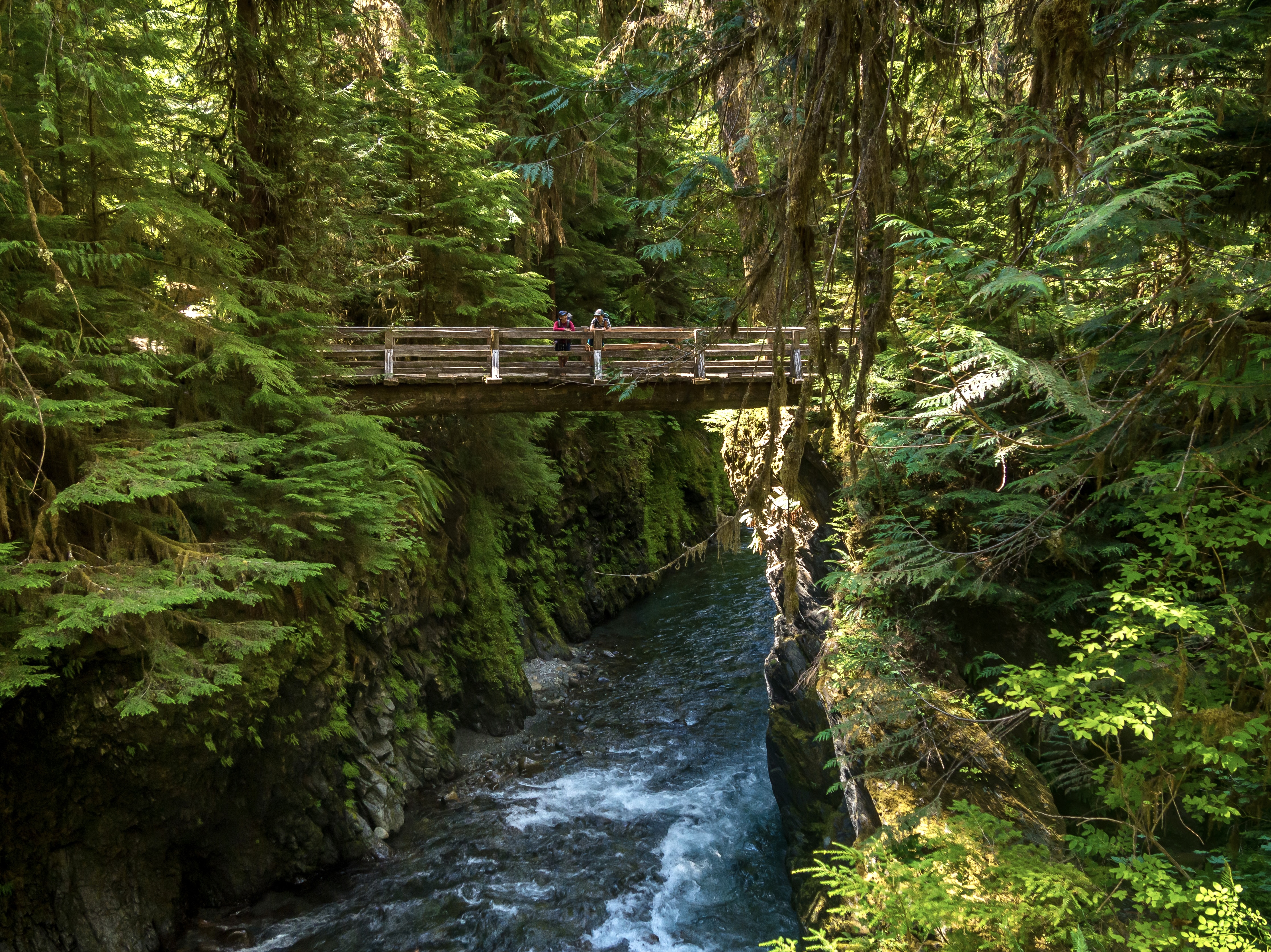 Two hikers stand on a high bridge over a river in a forest.