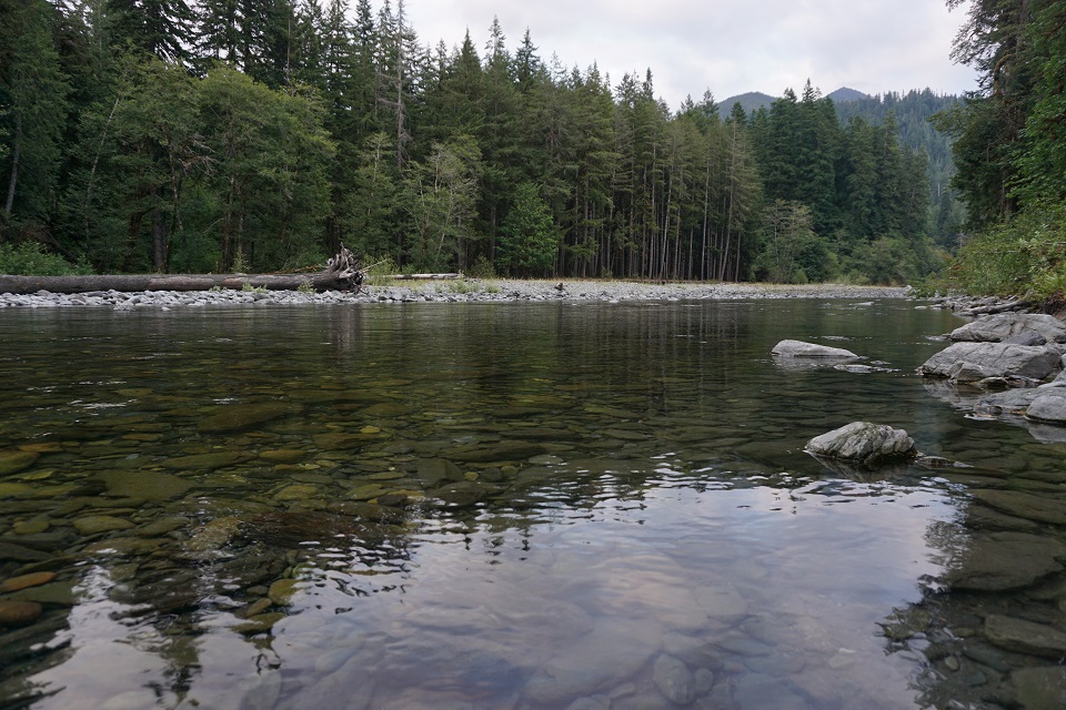The Quinault River flows through a forested area.