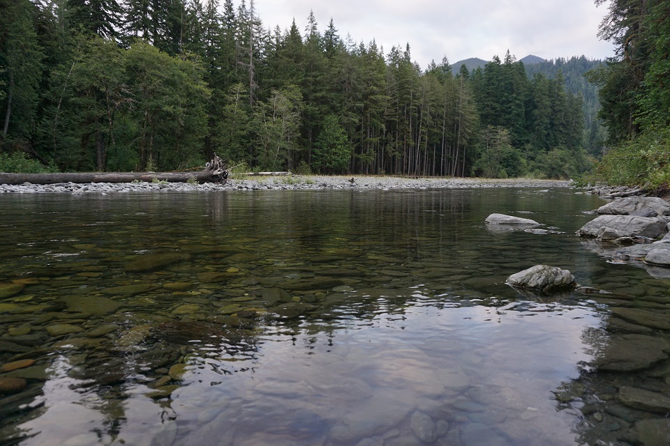 Quinault River 960 The Quinault River flows through a forested area.