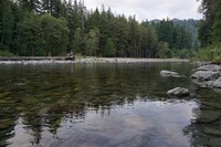 The Quinault River flows through a forested area.
