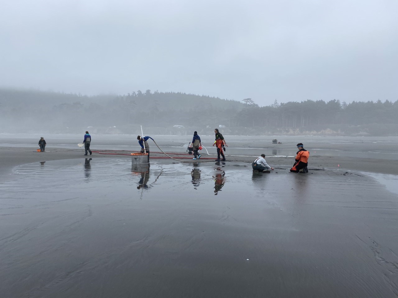Groups of people wearing waders and holding tubes and other equipment work on the beach on a foggy day.