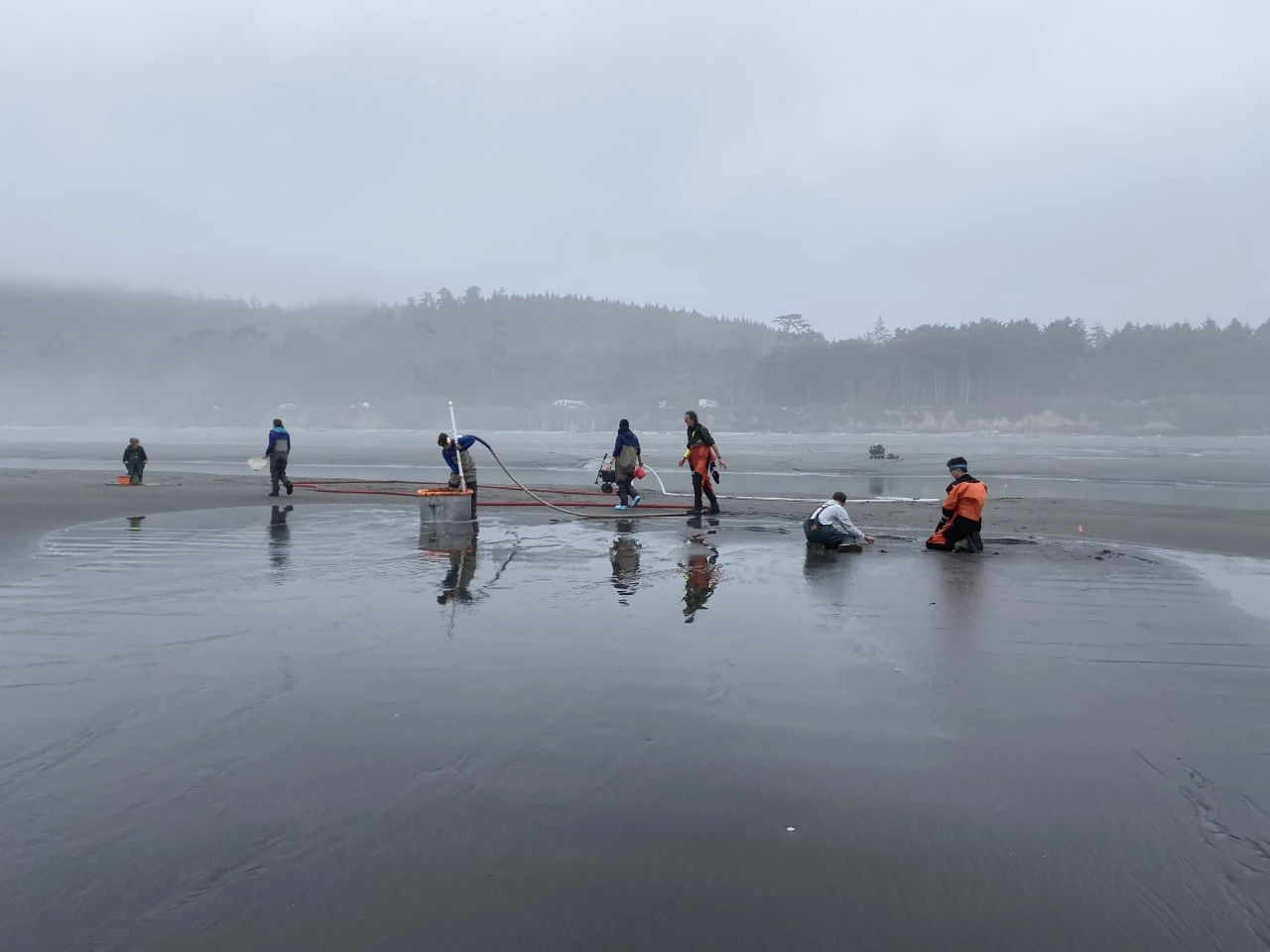 Razor clam sampling at OLYM Groups of people wearing waders and holding tubes and other equipment work on the beach on a foggy day.