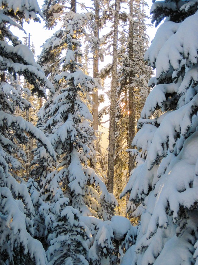 Sunlight through snowy trees
