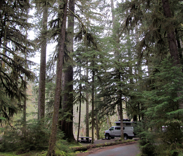 camper van among tall trees