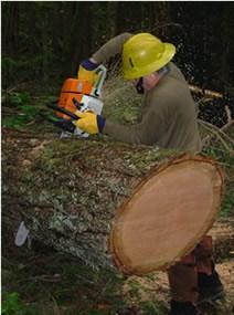 man with yellow hardhat using orange chainsaw to cut log