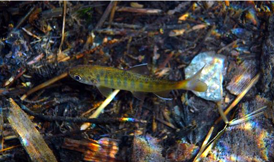 gold and gray fish with white edges on dorsal and ventral fins