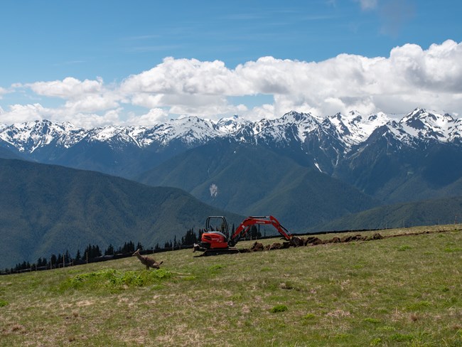 A deer squats near a digger in a field with torn up grass. A mountain panorama stretches beyond.