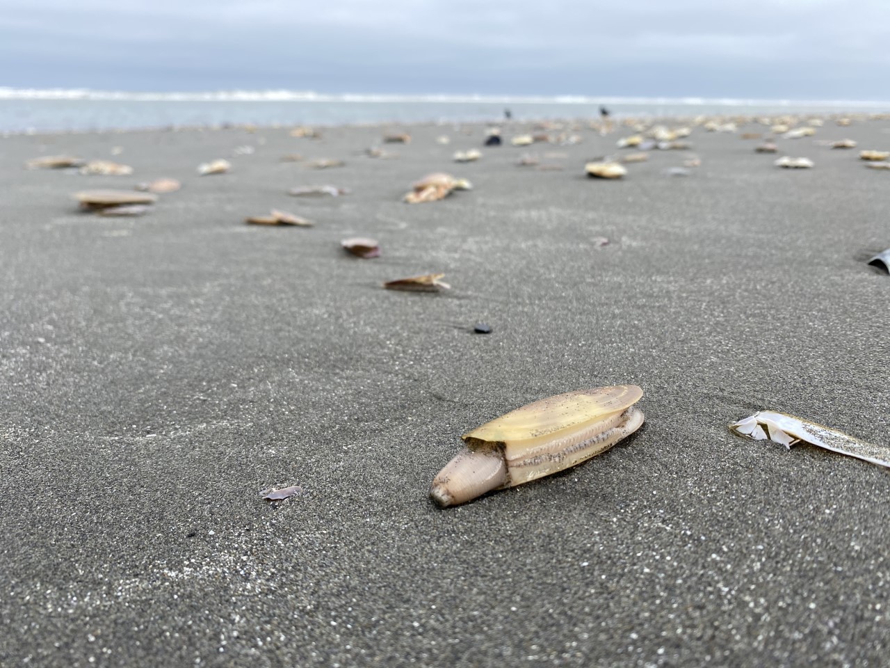 Many razor clams lie exposed on a sandy beach.