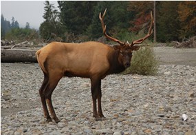 bull elk with antlers standing on gravel bar
