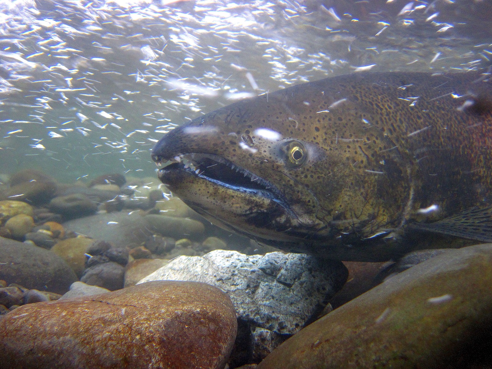 A close up of a salmon's face as it swims underwater.