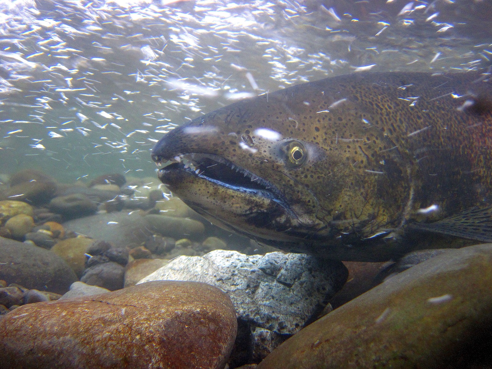 King Salmon A close up of a salmon's face as it swims underwater.