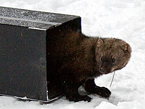 fisher looking around corner of cage