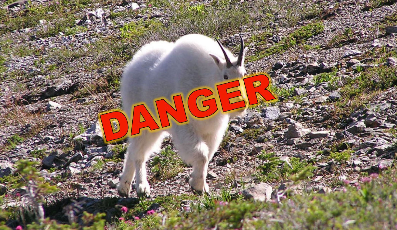 mountain goat with red danger text across it