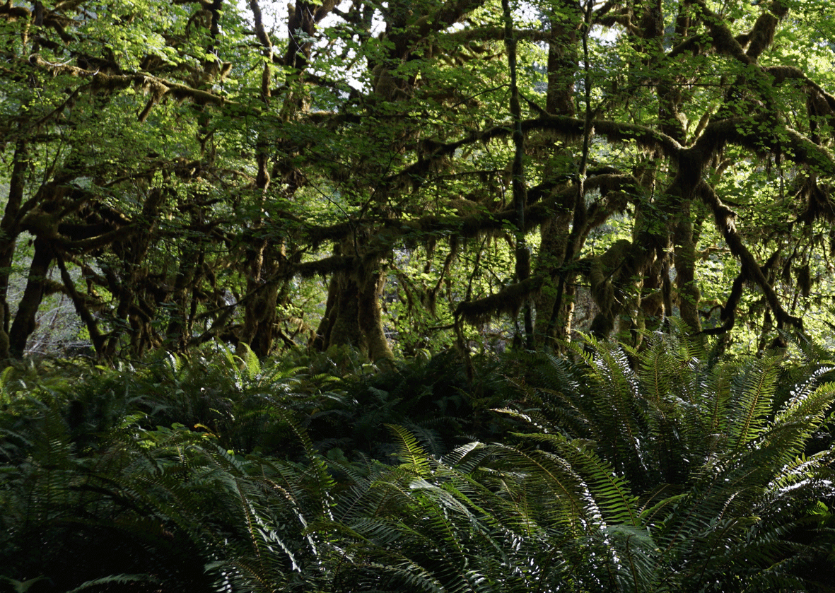 green forest and ferns