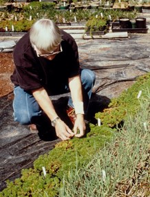 woman crouching next to row of plants