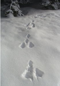 snowshoe hare tracks in snow snowshoe hare tracks in snow