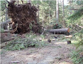fallen tree and debris in clearing
