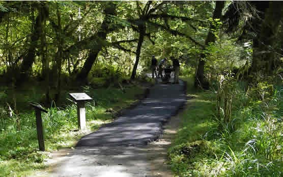 paved trail through forest with workers in background