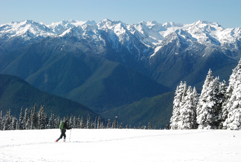 A person cross country skis across a snowy landscape. The Olympic Mountains rise in the distance.