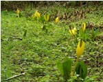 skunk cabbage