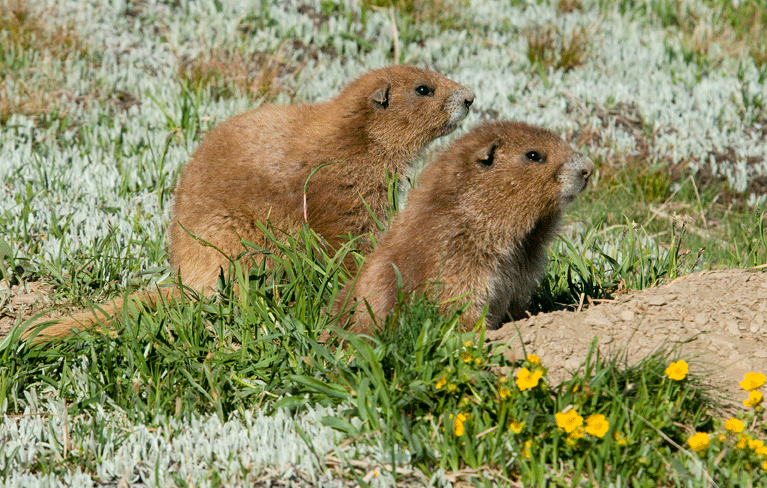 marmots