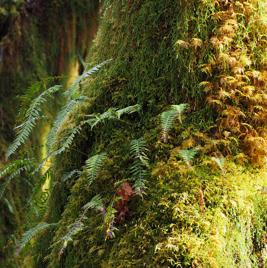 moss and ferns covering a tree trunk