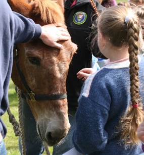 mule and girl