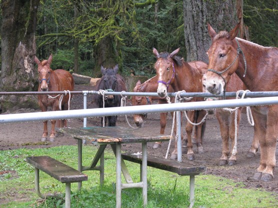 five mules hitched to rail