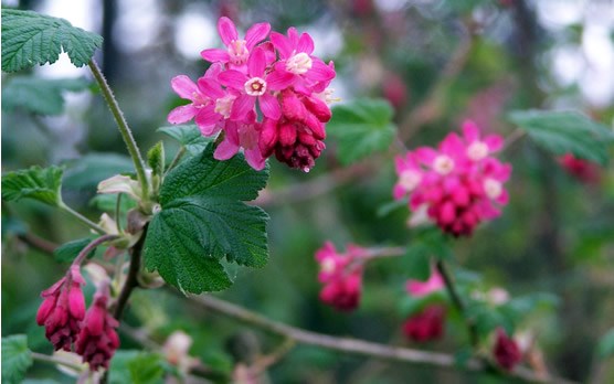 rose-colored flowers amid green leaves