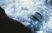 two fish leaping over white water