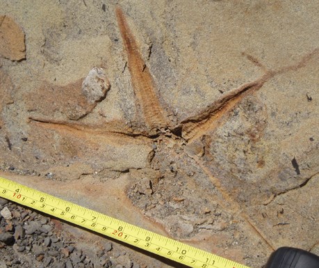 orange-colored fossil sea star embedded in tan sandstone rock