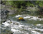 snorkler in river