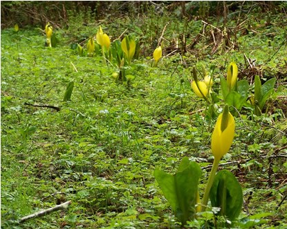 yellow flowers in bloom