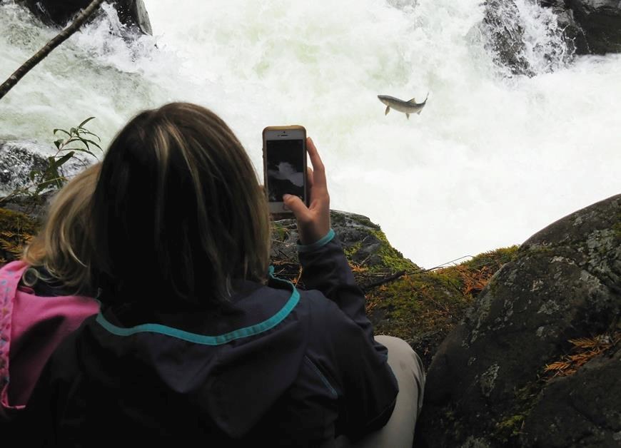 A person taking a cell phone photo of a salmon at Salmon Cascades.