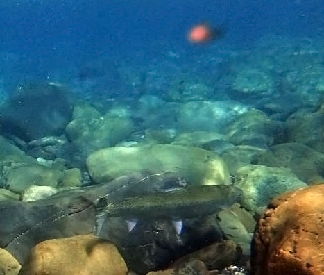 underwater photo of fish
