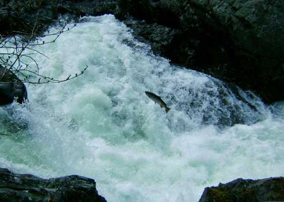fish leaping up a cascading waterfall
