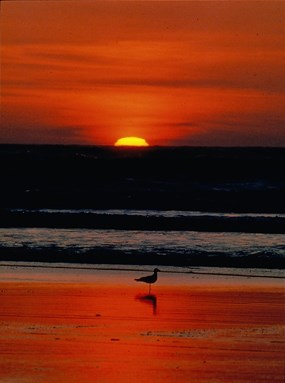 red-orange sunset over ocean with gull on beach in foreground red-orange sunset over ocean with gull on beach in foreground