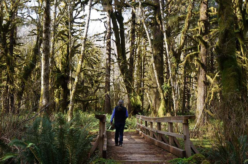 A visitor walks on a boardwalk along the Maple Glade Trail, surrounded by trees and ferns.