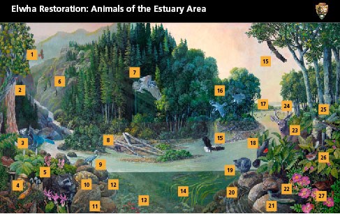 This mural is from the Freeing the Elwha Brochure. The painting depicts a variety of plants and animal species that live in the Elwha Estuary. Includes: bobcat, a variety of birds, lilies, and more.