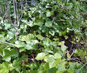 English ivy