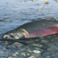 Anadromous Fish