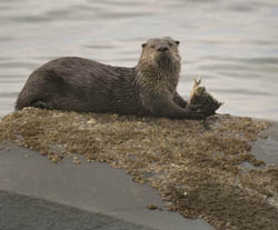 A river otter lying on a rock and eating a fish in the Strait of Juan de Fuca