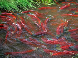 sockeye spawn on edge of lake