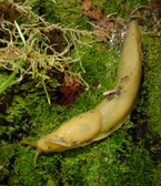 Banana slug