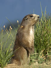 Olympic Marmot