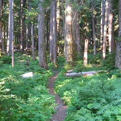 A narrow dirt trail leads through a clearing and a forest. Low, green, bushy growth grows on each side of the trail in the foreground. In the background, the trail winds through a more forested area with medium sized trees - about two feet in diameter.