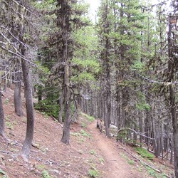 A dirt trail gradually descends down a slope with many medium-sized trees. There is barely any undergrowth here - just small, sparse patches of greenery.