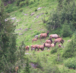 A herd of about twelve Roosevelt Elk on a meadowy mountain slope. Most of the elk are actively grazing on vegetation, while some look in the direction of where the photo was taken.