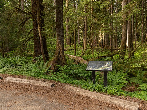 Parking area and wayside exhibit near trail head